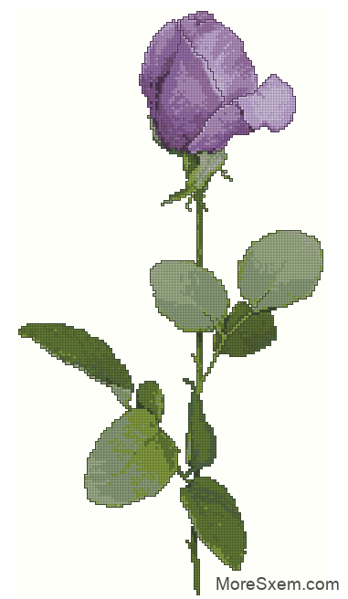 Фіолетова троянда (гордість)