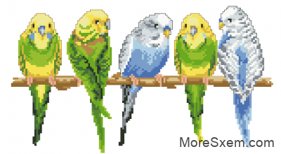 Разноцветные попугайчики