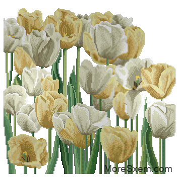 Белые и желтые тюльпаны