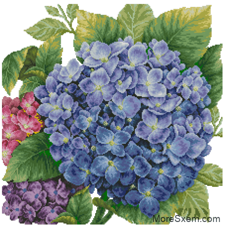 Гортензия (Hydrangea)