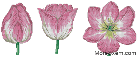Трио розового тюльпана
